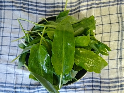 Gewaschene Bärlauchblätter in einer Schüssel