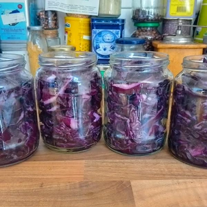 Vier Offene Schraubgläser, gefüllt mit Rotkohl, auf einer Arbeitsplatte. Im Hintergrund sind unterschiedliche Behälter zusehen